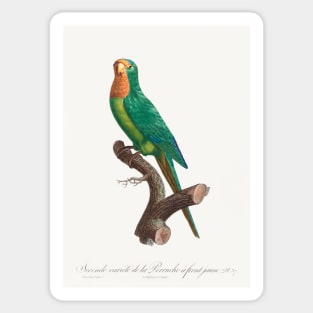 The brown-throated parakeet, Eupsittula pertinax from Natural History of Parrots (1801—1805) by Francois Levaillant. Sticker